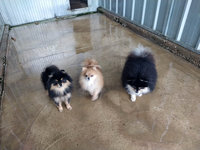 Courettes extérieures des Chiens